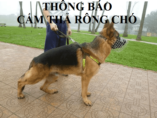 Bài tuyên truyền Về quy định xử phạt khi thả rông chó ngoài đường và nơi công cộng